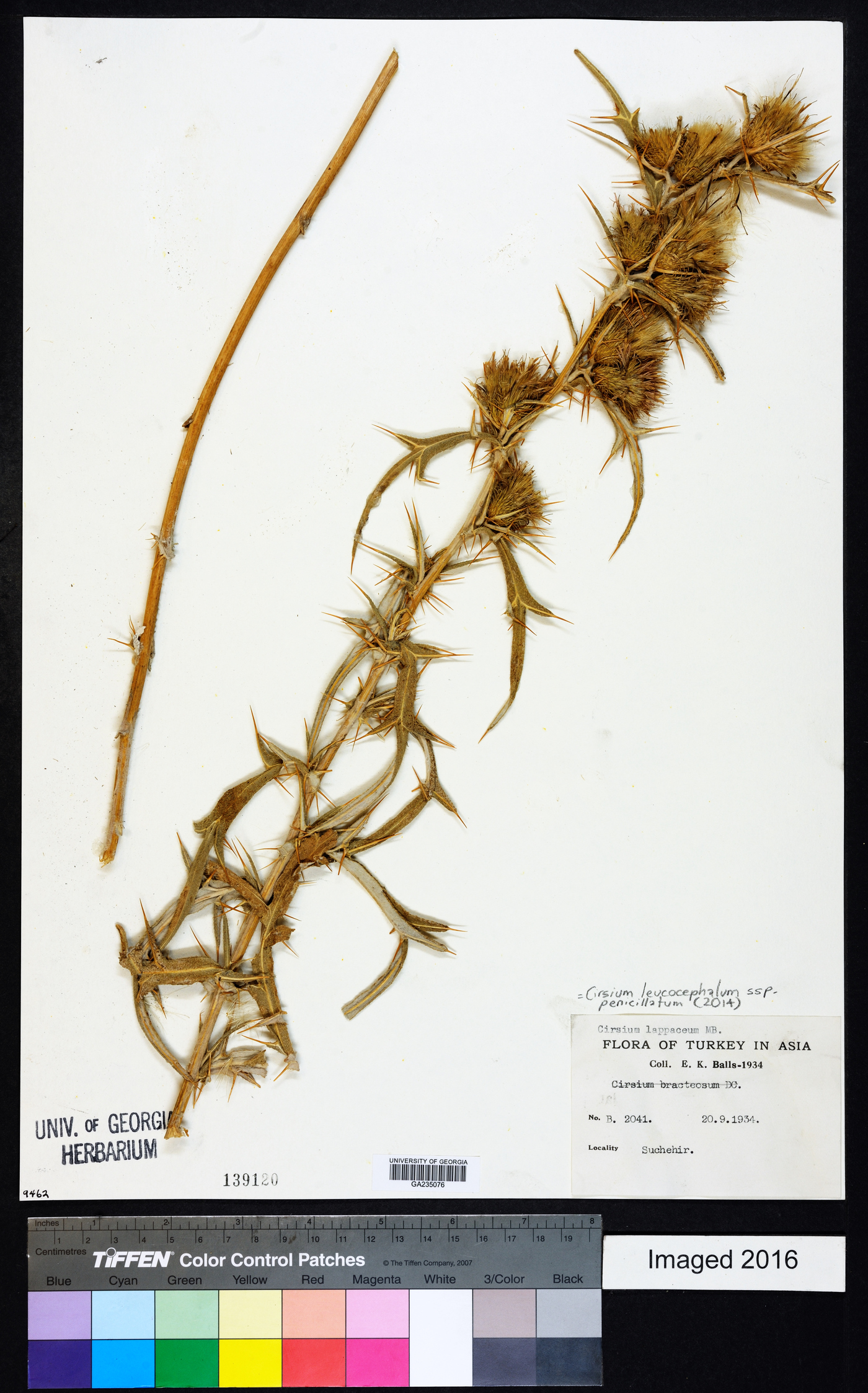 Cirsium leucocephalum subsp. penicillatum image