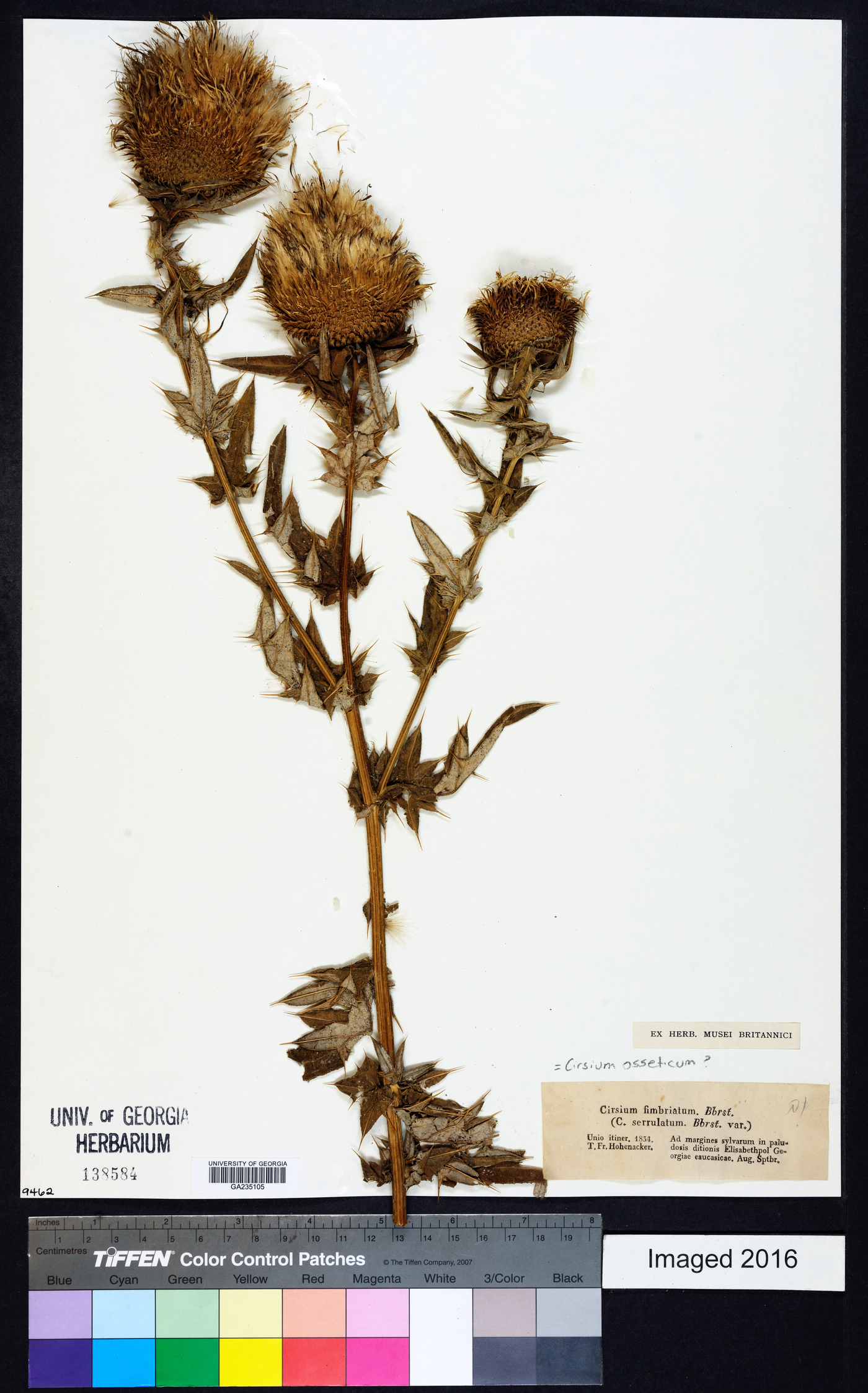 Cirsium serrulatum image