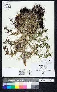 Cirsium horridulum var. horridulum image