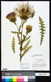 Cirsium pumilum image