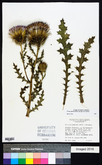 Cirsium pumilum image