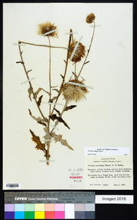 Cirsium texanum image