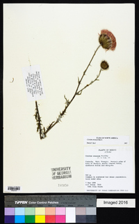 Cirsium texanum image