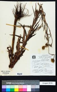 Cirsium velatum image