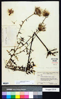Cirsium virginianum image