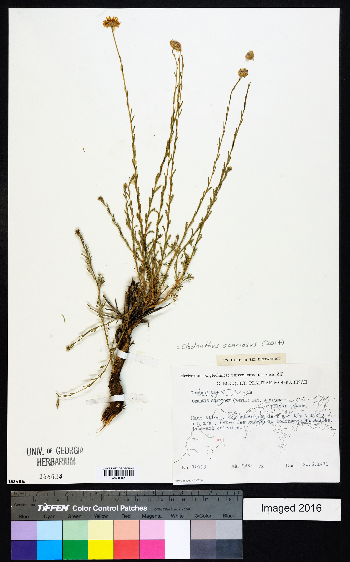 Cladanthus scariosus image