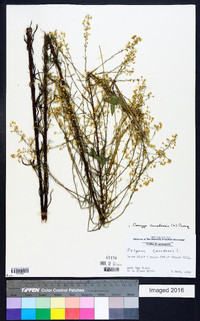 Conyza canadensis var. pusilla image