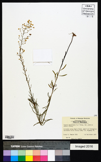 Conyza canadensis var. pusilla image