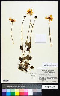 Coreopsis auriculata image