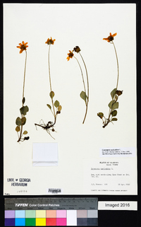 Coreopsis auriculata image