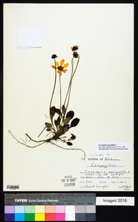 Coreopsis auriculata image