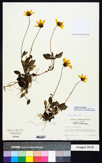 Coreopsis auriculata image