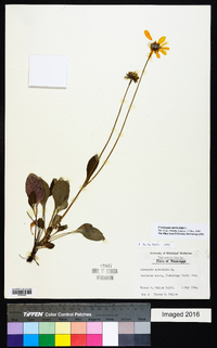 Coreopsis auriculata image