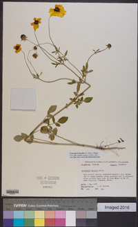 Coreopsis basalis image