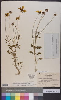 Coreopsis basalis image