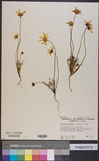 Coreopsis bigelovii image