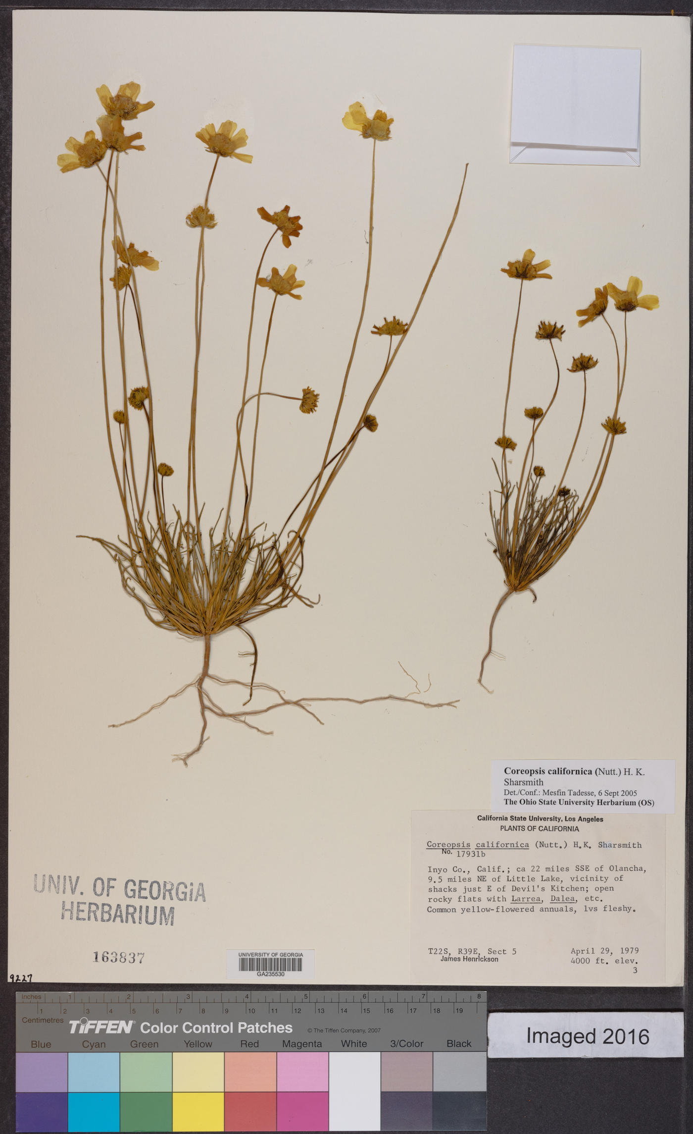 Coreopsis californica image