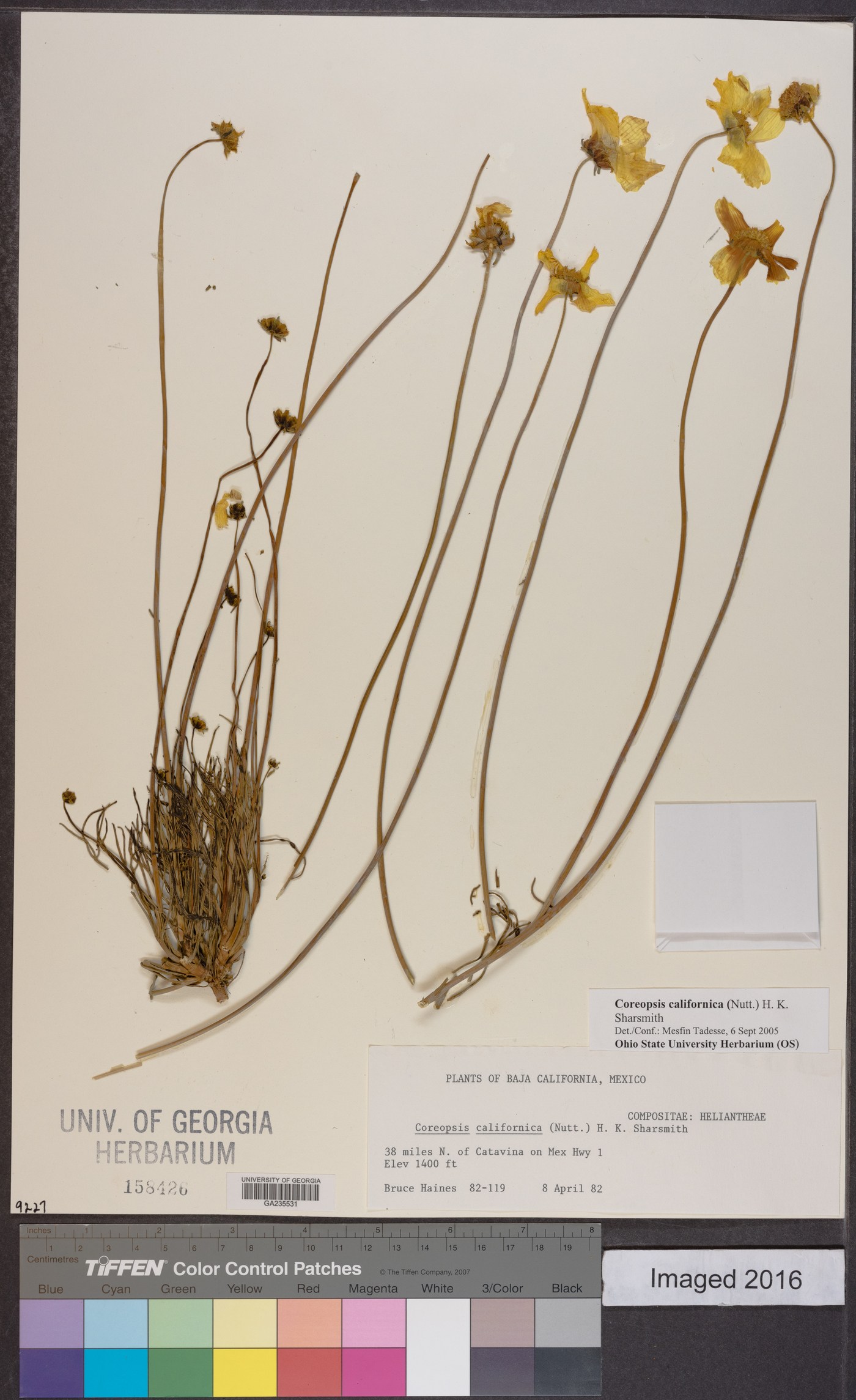 Coreopsis californica image