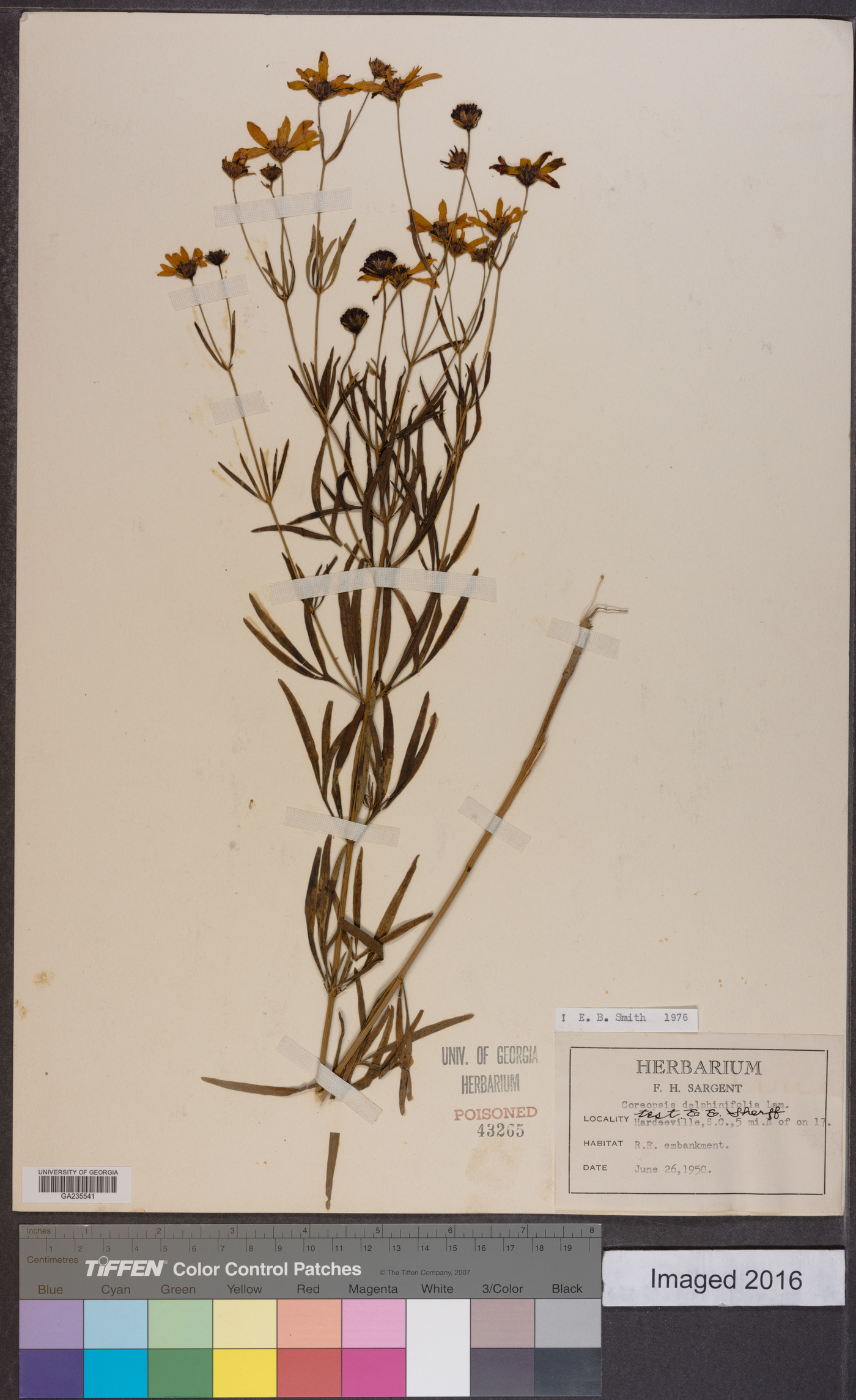 Coreopsis delphiniifolia image