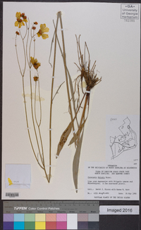 Coreopsis falcata image