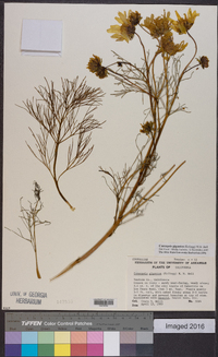 Coreopsis gigantea image