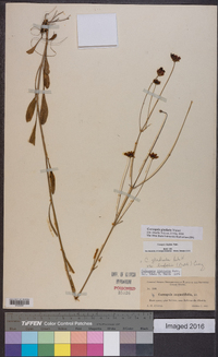 Coreopsis gladiata image