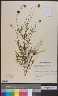 Coreopsis grandiflora image