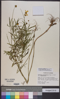 Coreopsis grandiflora image