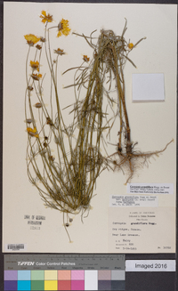 Coreopsis grandiflora image