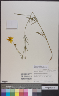 Coreopsis grandiflora image