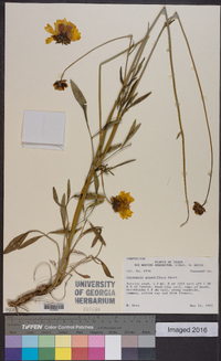 Coreopsis grandiflora image