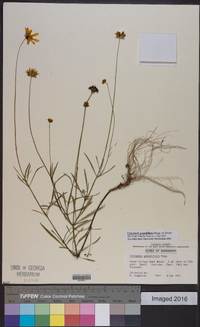 Coreopsis grandiflora image