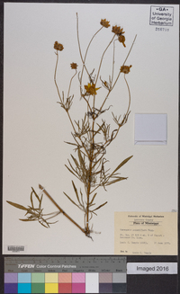 Coreopsis grandiflora image