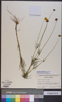 Coreopsis grandiflora image