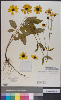 Coreopsis integrifolia image