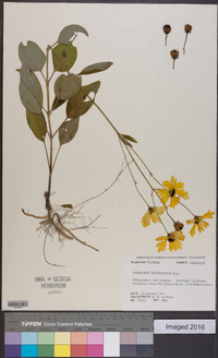 Coreopsis integrifolia image