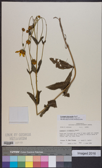 Coreopsis intermedia image