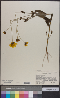 Coreopsis intermedia image