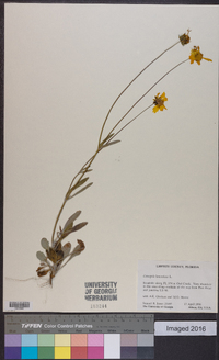 Coreopsis lanceolata image