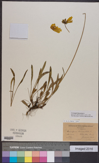 Coreopsis lanceolata image