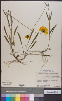 Coreopsis lanceolata image