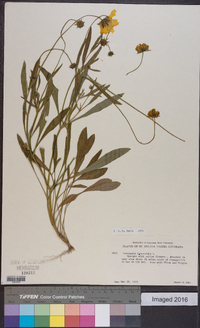 Coreopsis lanceolata image