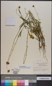 Coreopsis lanceolata image