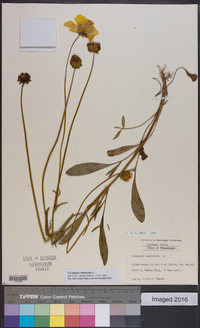 Coreopsis lanceolata image