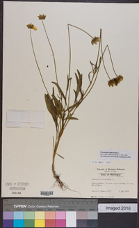 Coreopsis lanceolata image