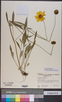 Coreopsis lanceolata image