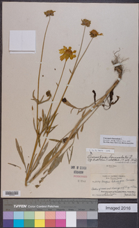 Coreopsis lanceolata image