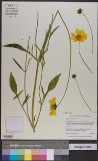 Coreopsis lanceolata image