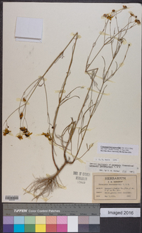 Coreopsis leavenworthii image