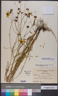 Coreopsis leavenworthii image